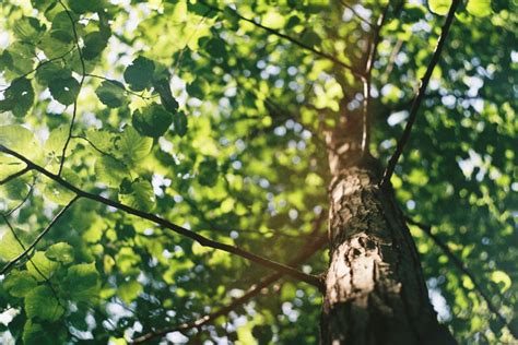 東南 風水|風水・東南に置くといいもの！おすすめのカーテンと観葉植物！。